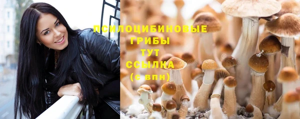 apvp Алзамай